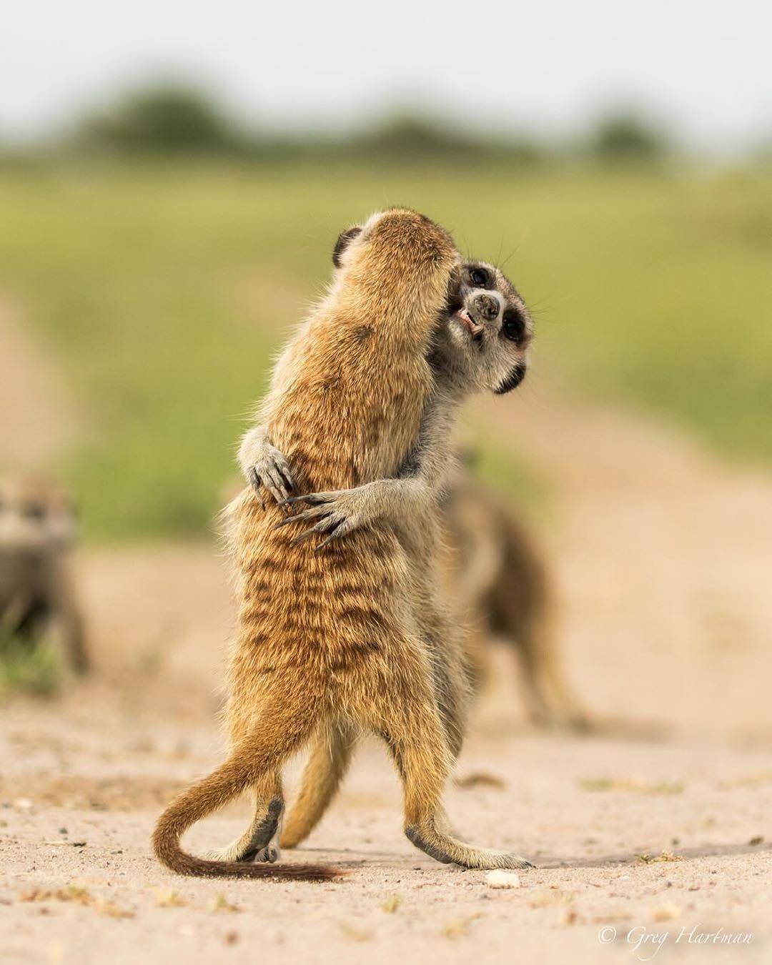  两只玩耍的狐蒙，Greg Hartman摄于博茨瓦纳喀拉哈里沙漠。 
