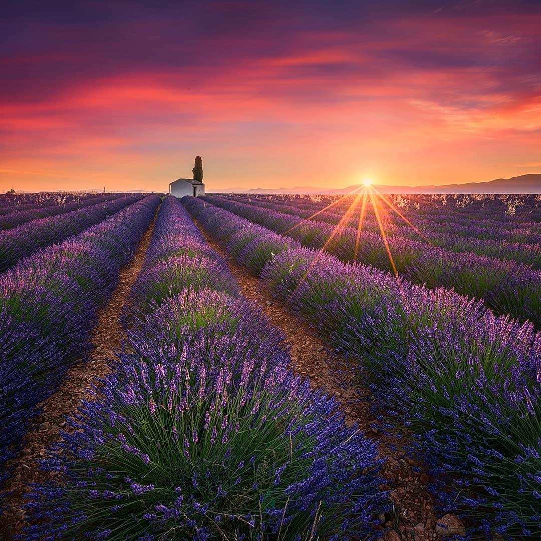  法国瓦朗索尔日落下的薰衣草，来自摄影师Albert Dros。 