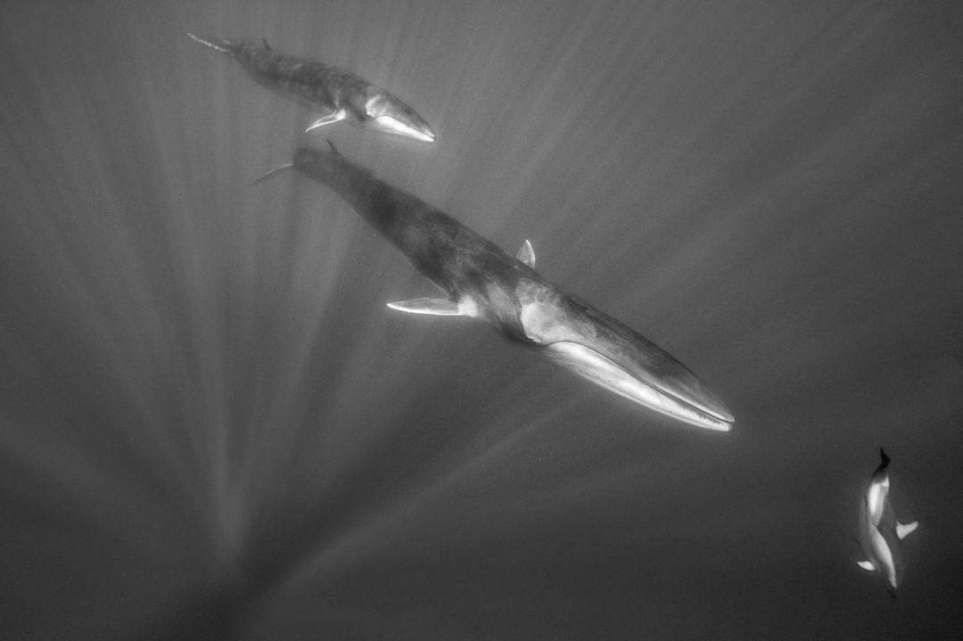  长须鲸和幼崽，Paul Nicklen摄于亚速尔群岛。 