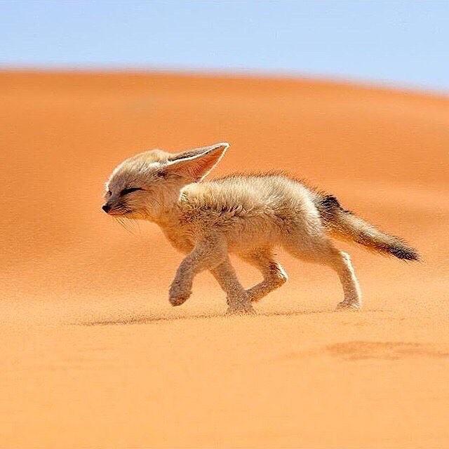 摩洛哥耳廓狐，来自摄影师Francisco Mingorance 。 