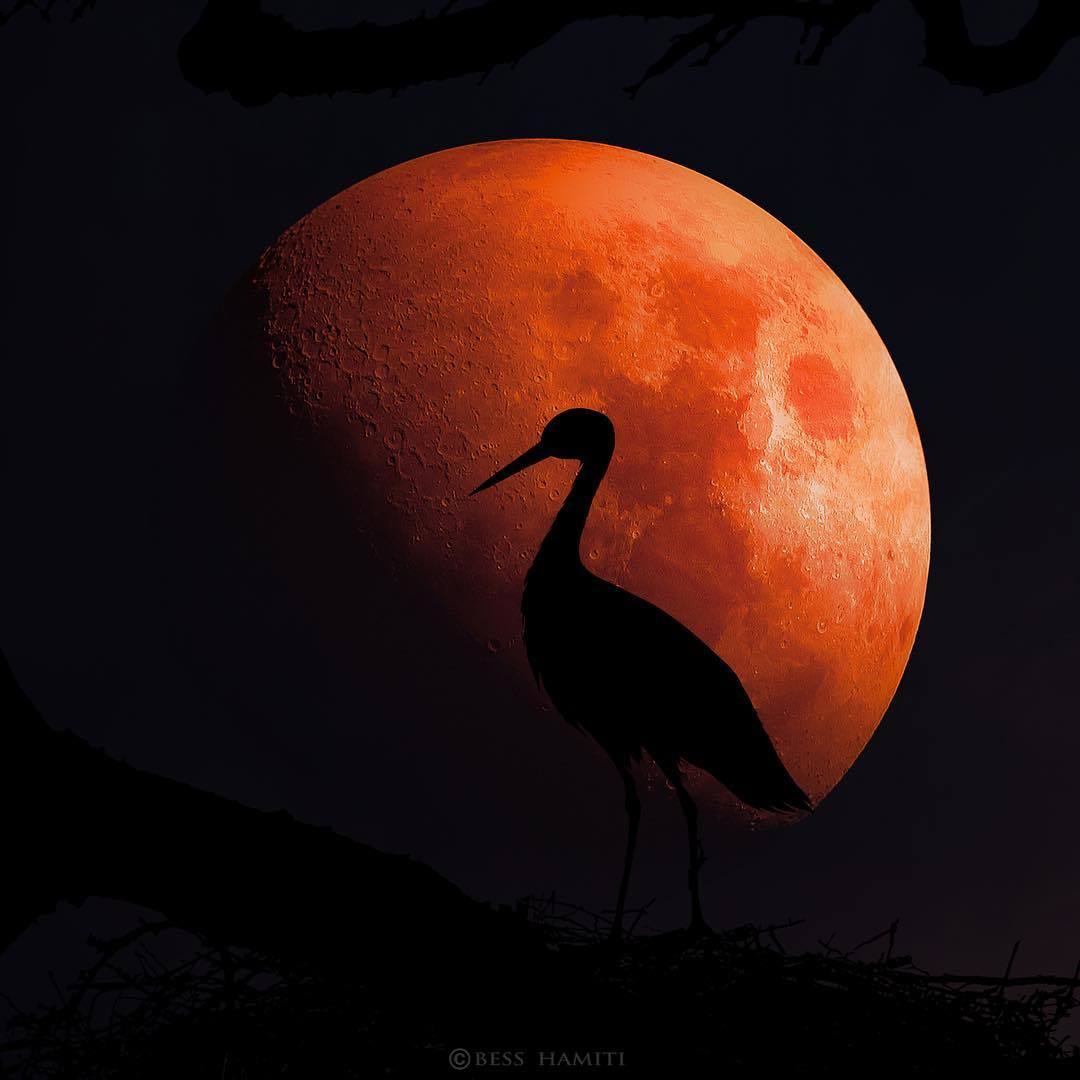  鸟与血月，来自摄影师Bess Hamiti。 
