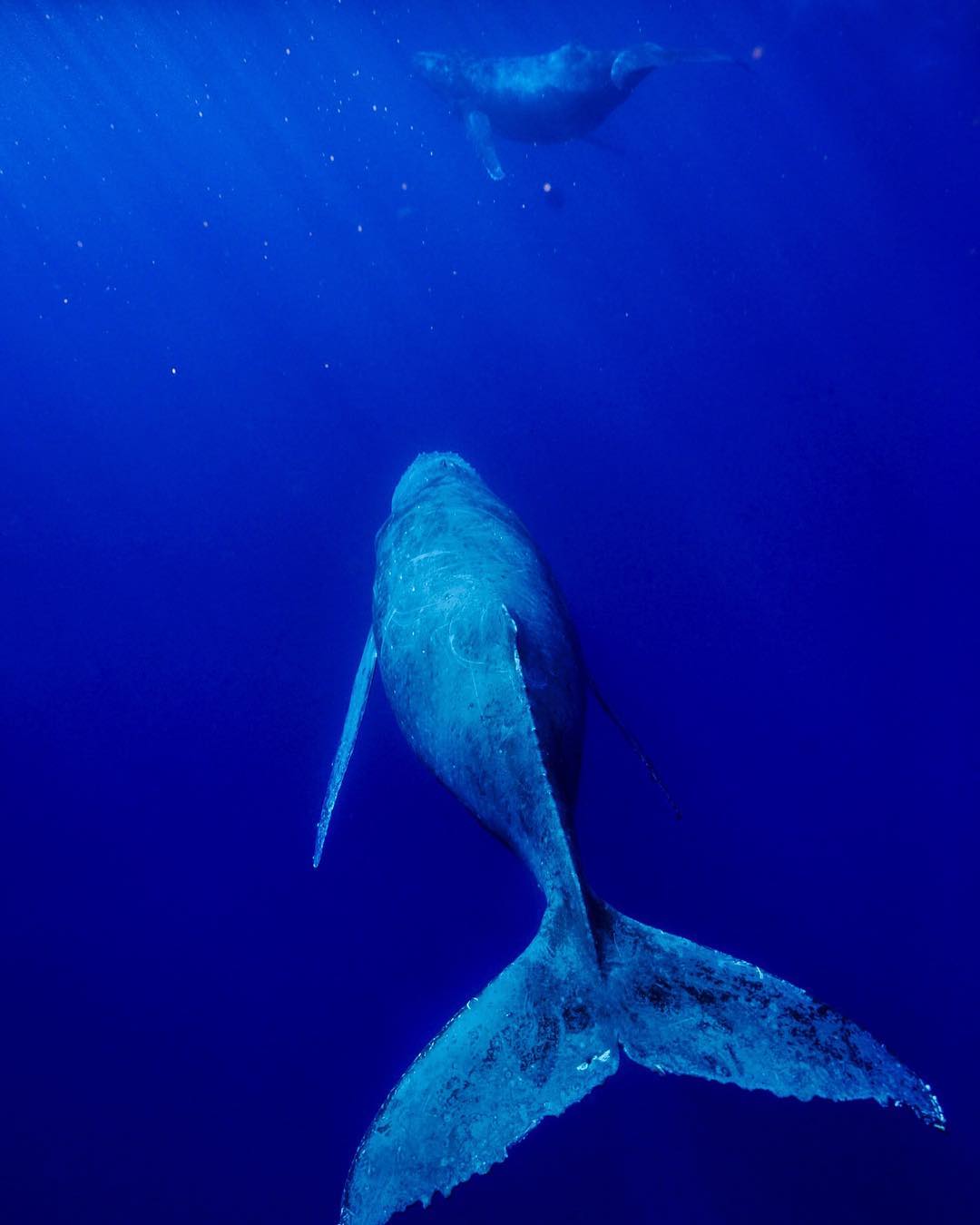 座头鲸的尾巴来自摄影师jonathanirish