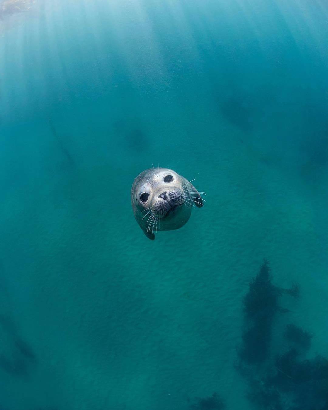  小海豹，来自摄影师Sumoguri Net。 