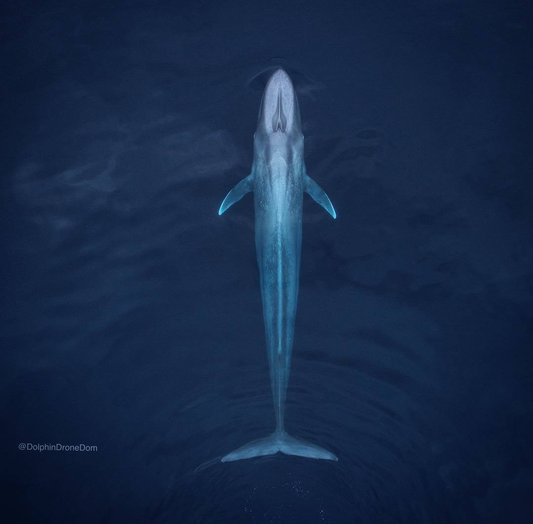  蓝鲸，来自摄影师Domenic Biagini。 