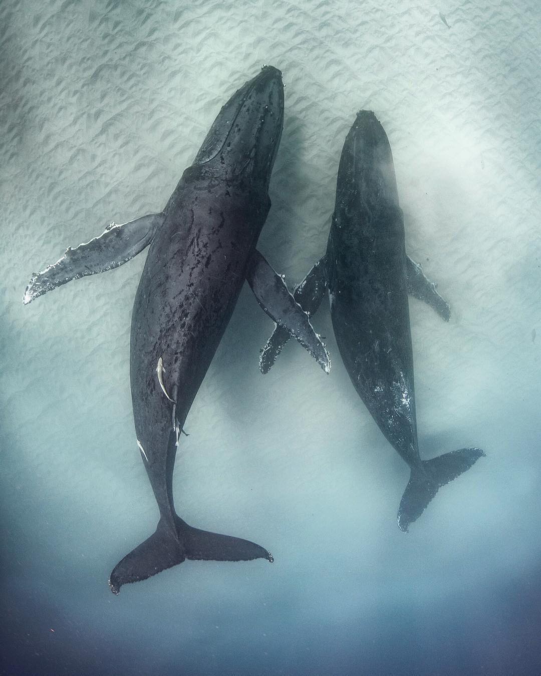 座头鲸来自摄影师pruewheeler