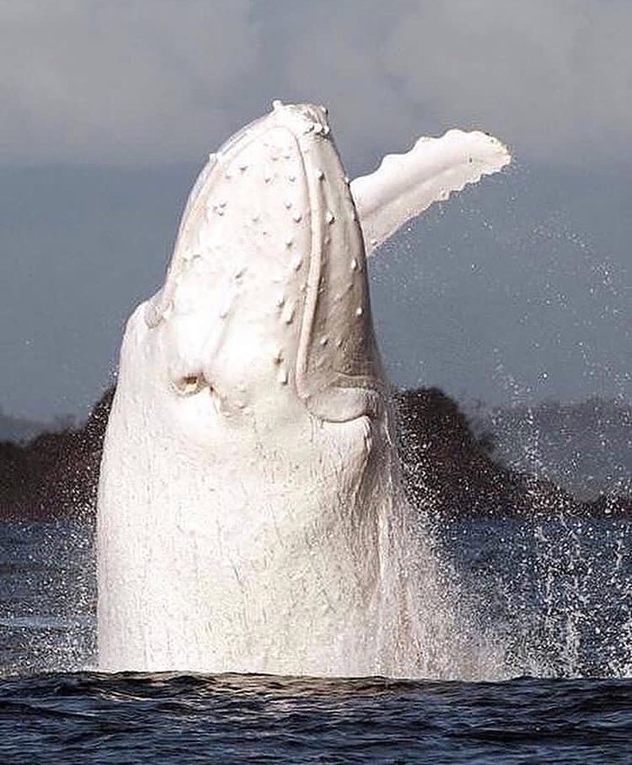白化锤头鲸图片