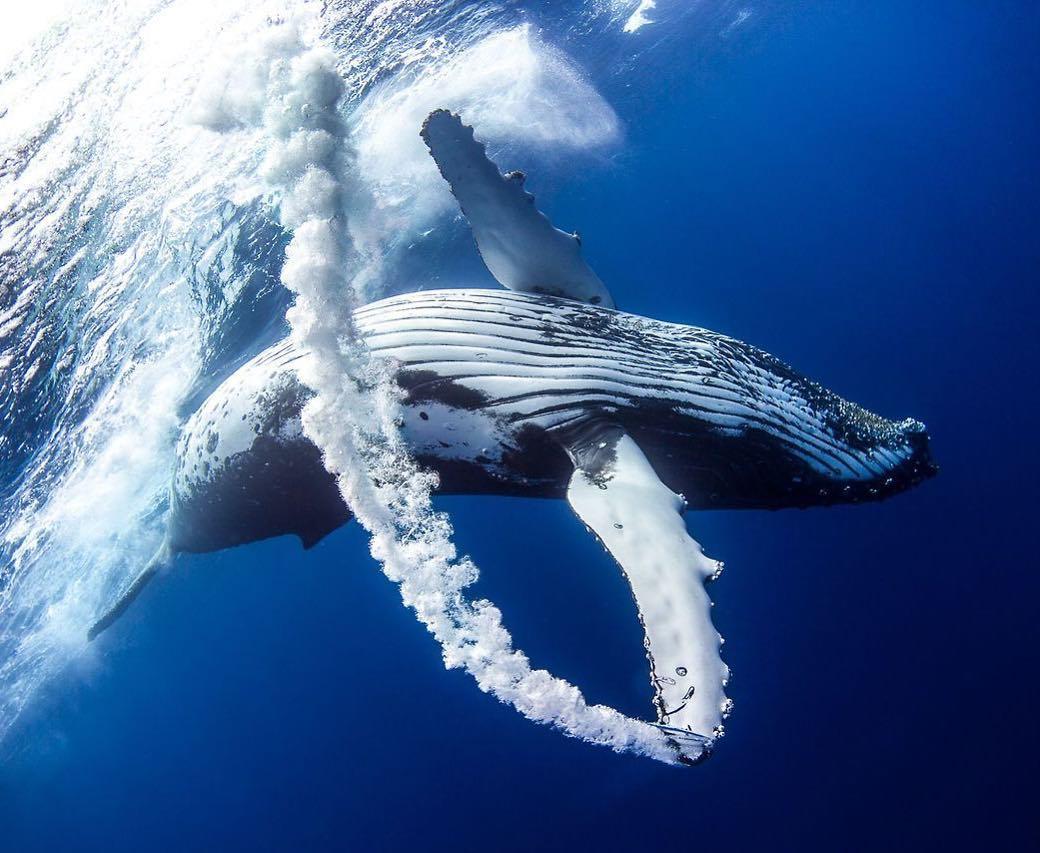  嬉戏的座头鲸，来自摄影师BEAUPILGRIM。 
