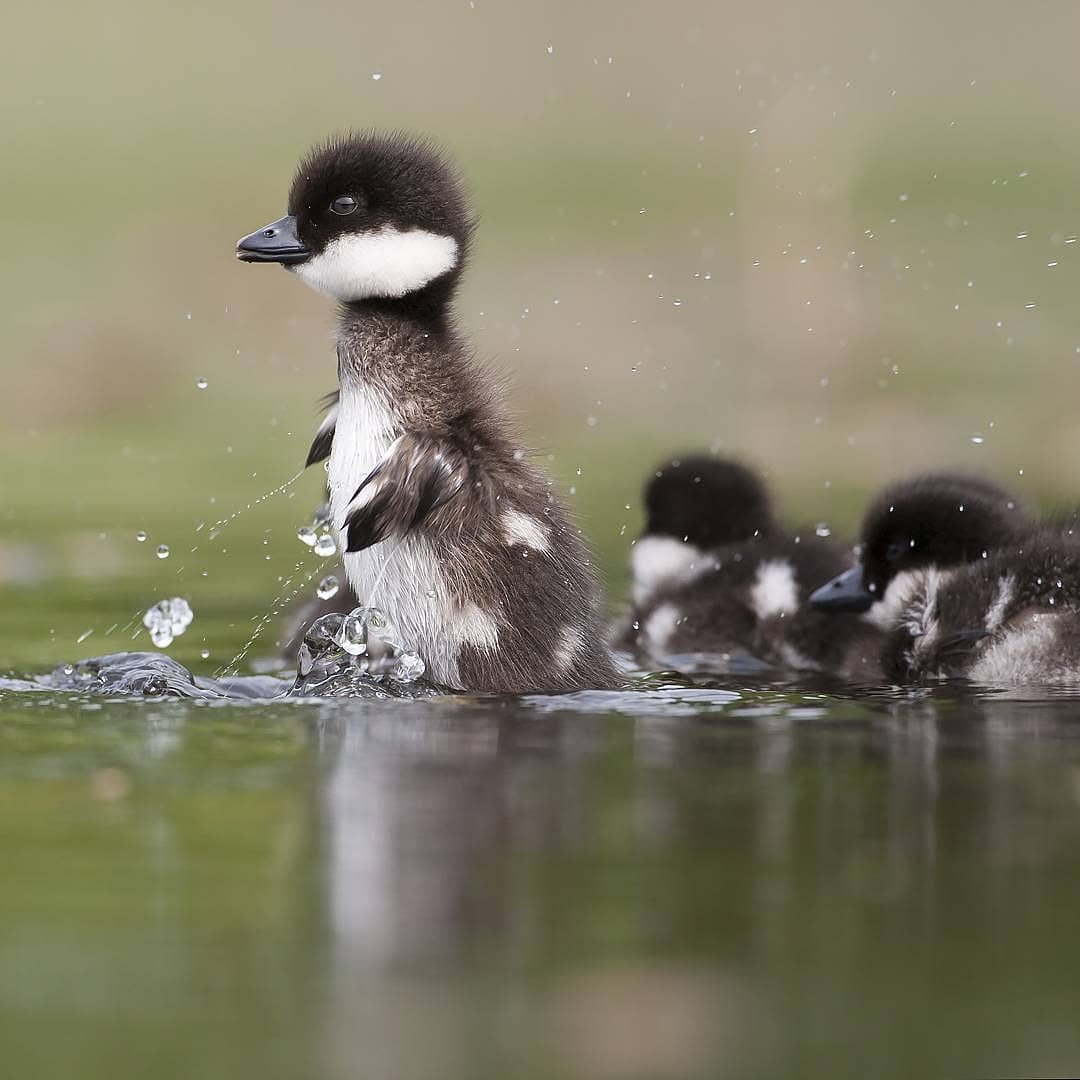 幼白颊鸭来自摄影师kimmolahikainen
