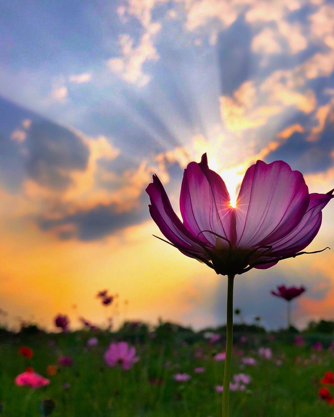 日出中盛开的花yamachan摄于日本千叶