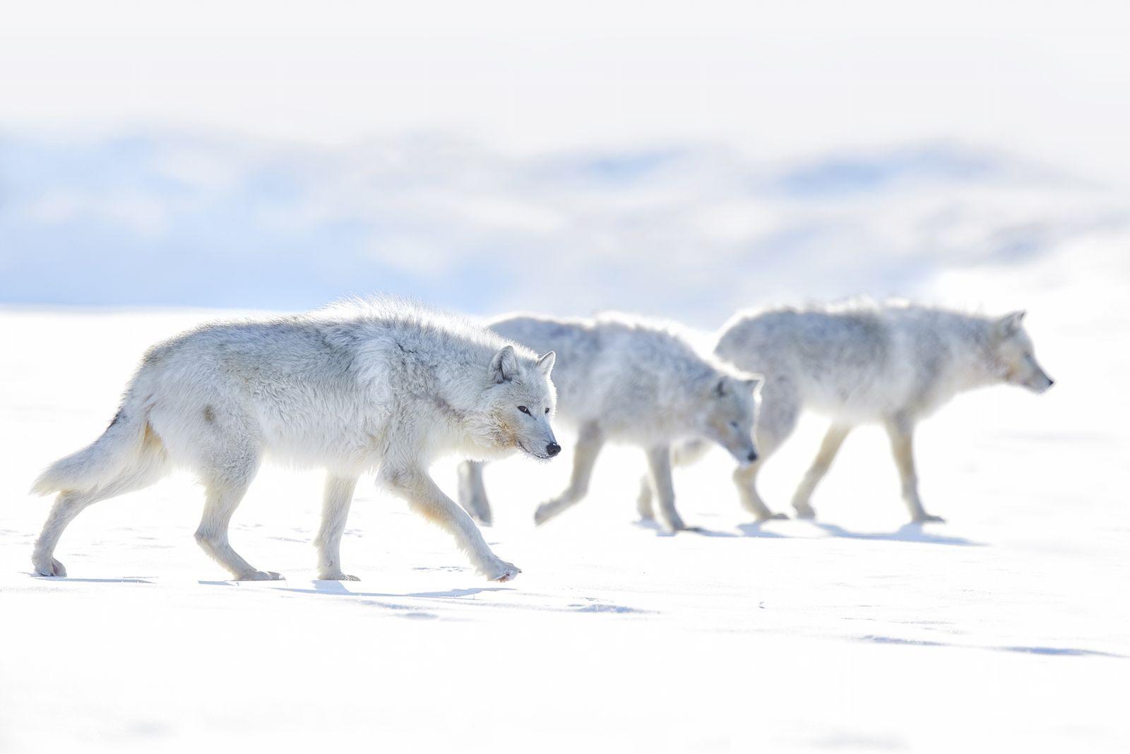  一群漫步的北极狼， EJAZ KHAN摄于加拿大努勒维特。 