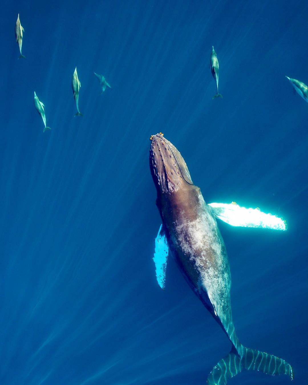 座头鲸来自摄影师domenicbiagini