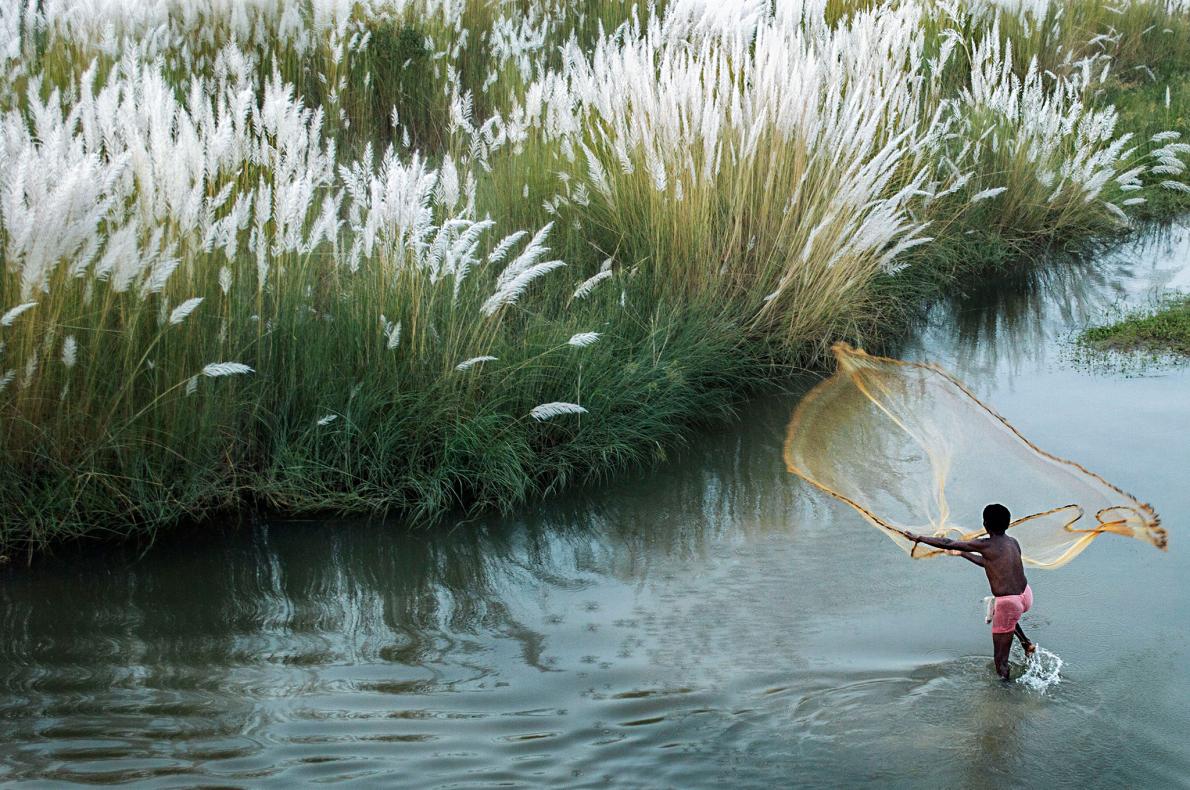  在芦苇荡中撒网捕鱼的渔民，Tanmoy R摄于孟加拉国。 