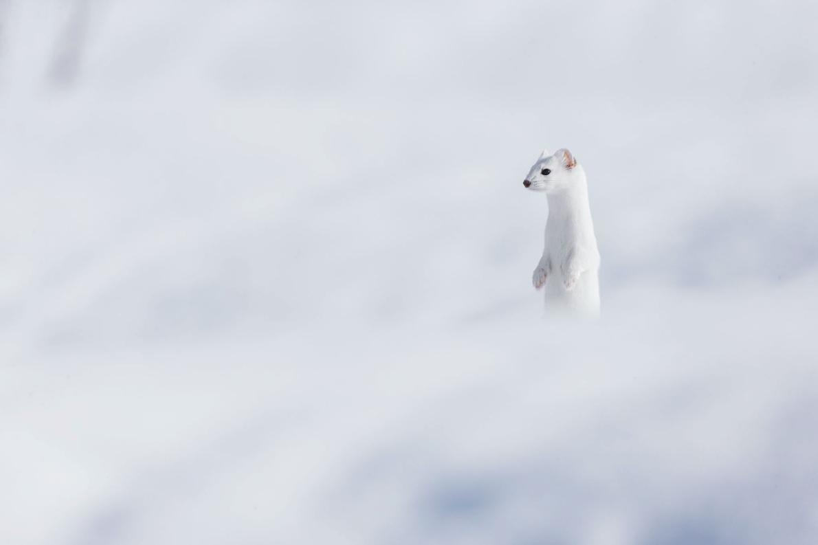  雪地里的鼬鼠，来自摄影师CHARLIE HAMILTON JAMES。 