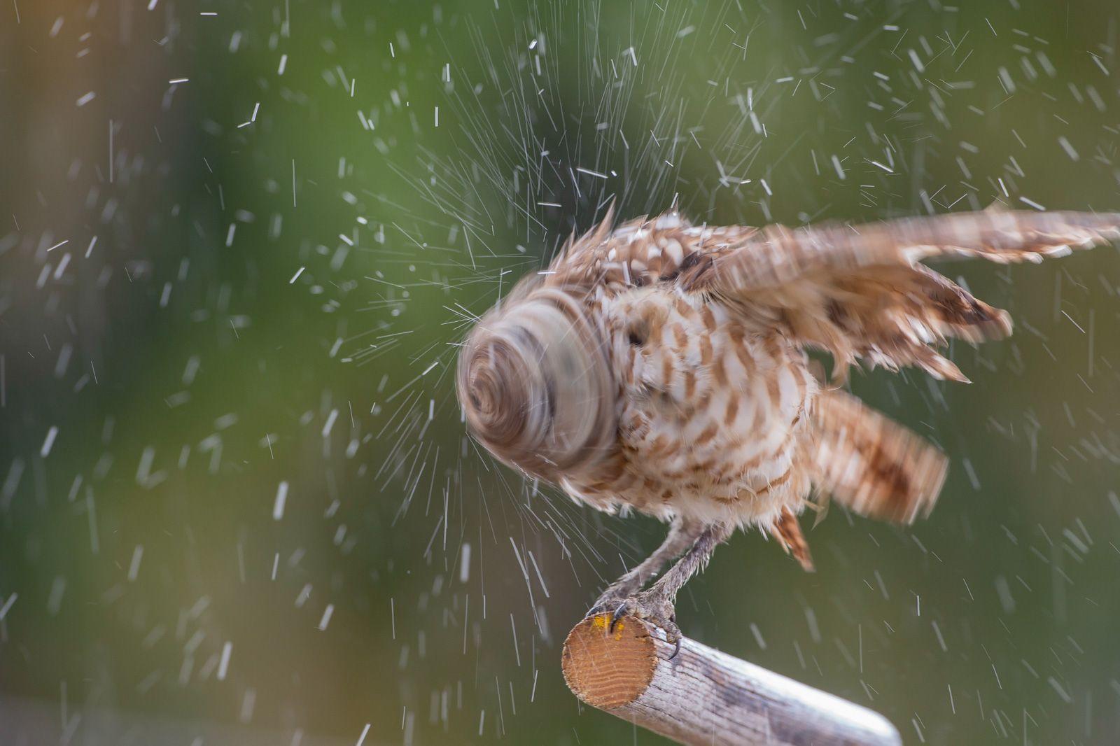  抖落身上雨水的穴鴞，来自摄影师WILLIAM KLEINFELDER。 
