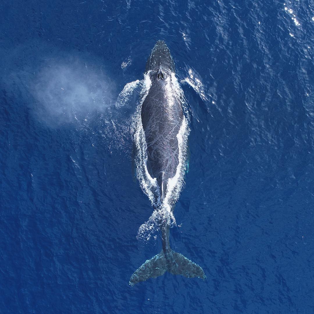 座头鲸的脊背来自摄影师domenicbiagini