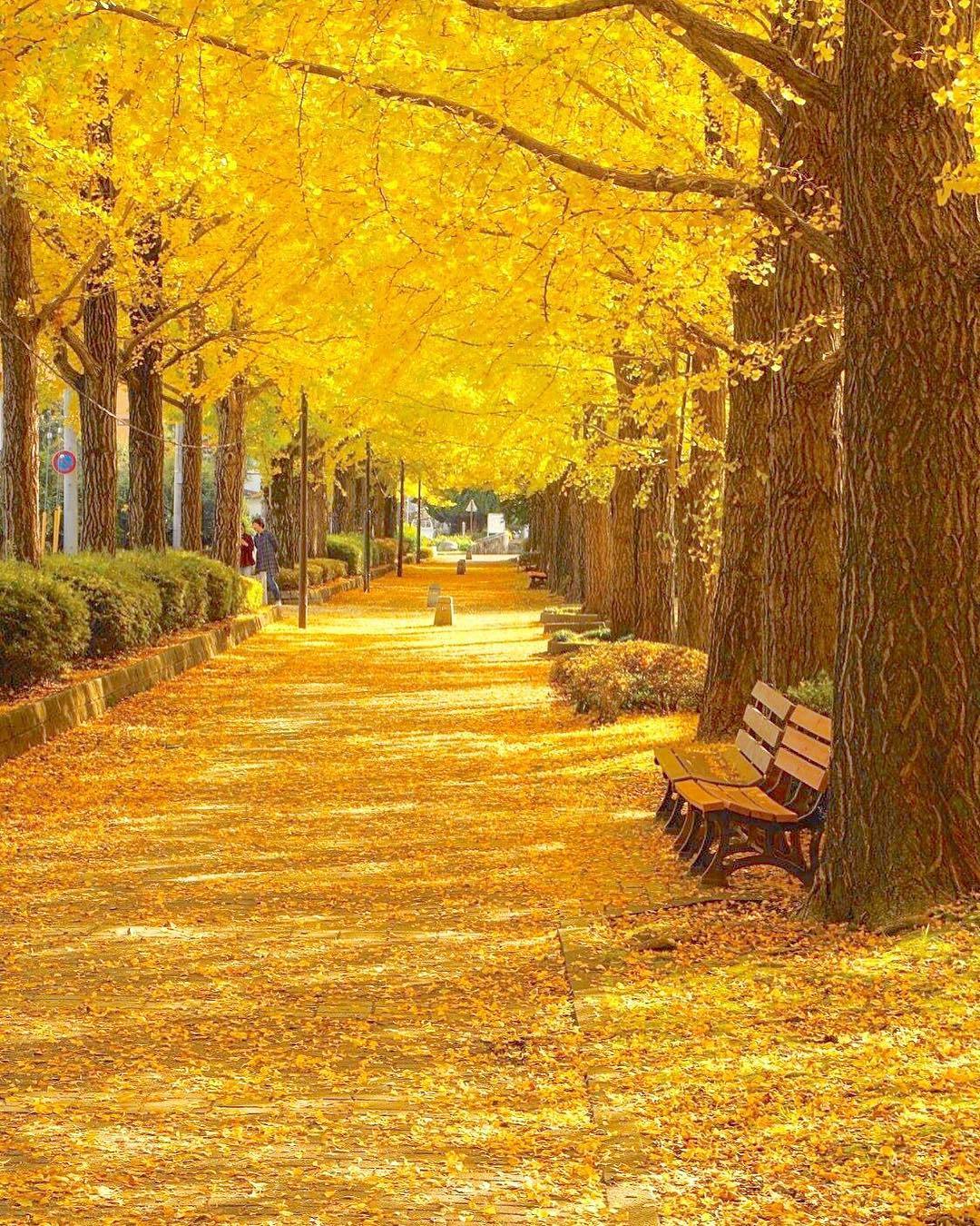  公园秋日的银杏，来自摄影师Kotan。 