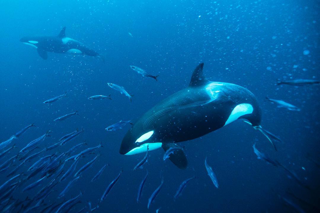 捕食鱼群的虎鲸paulnicklen摄于挪威海域