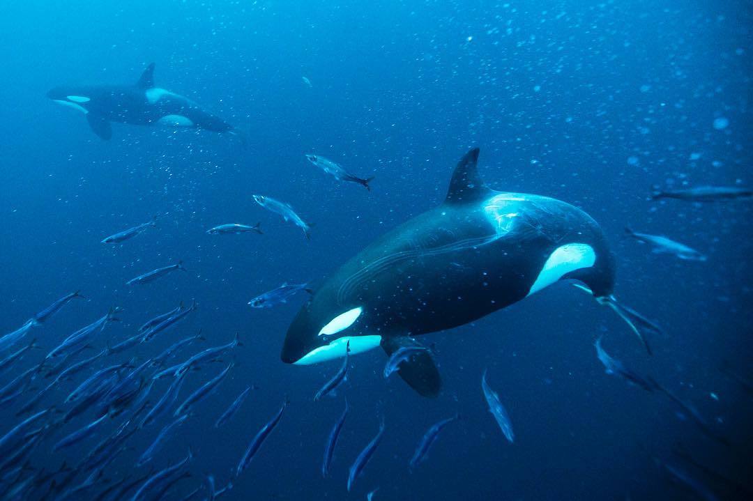  捕食鱼群的虎鲸，Paul Nicklen摄于挪威海域。 