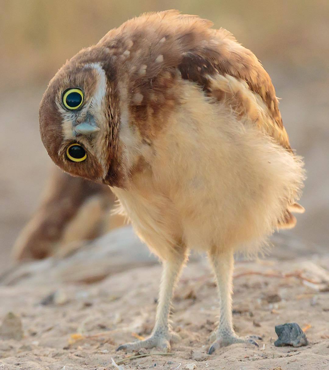  穴鸮，Carlos Caceres摄于尤他沙漠。 