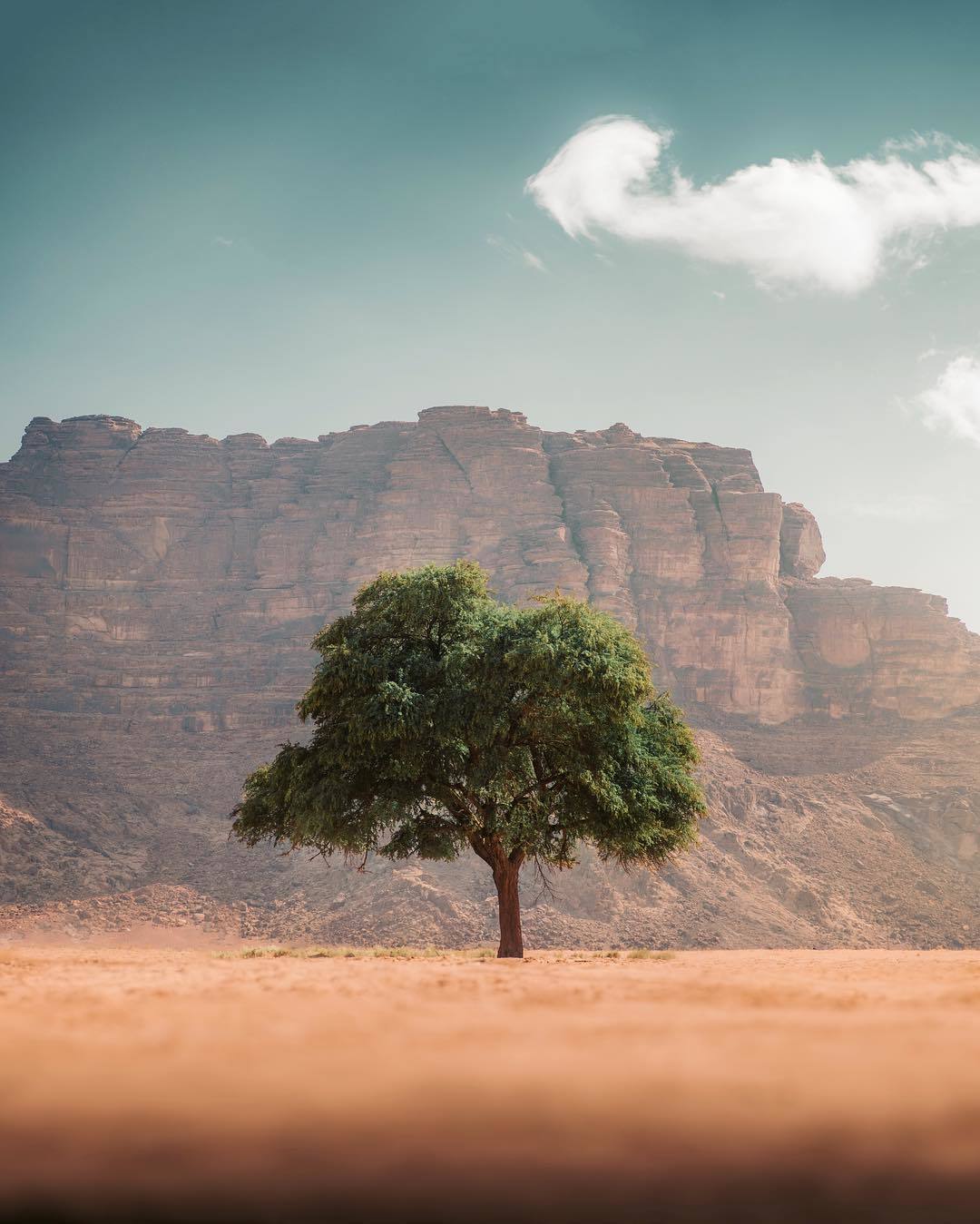  约旦月亮谷孤独的树，来自摄影师Emmett Sparling。 