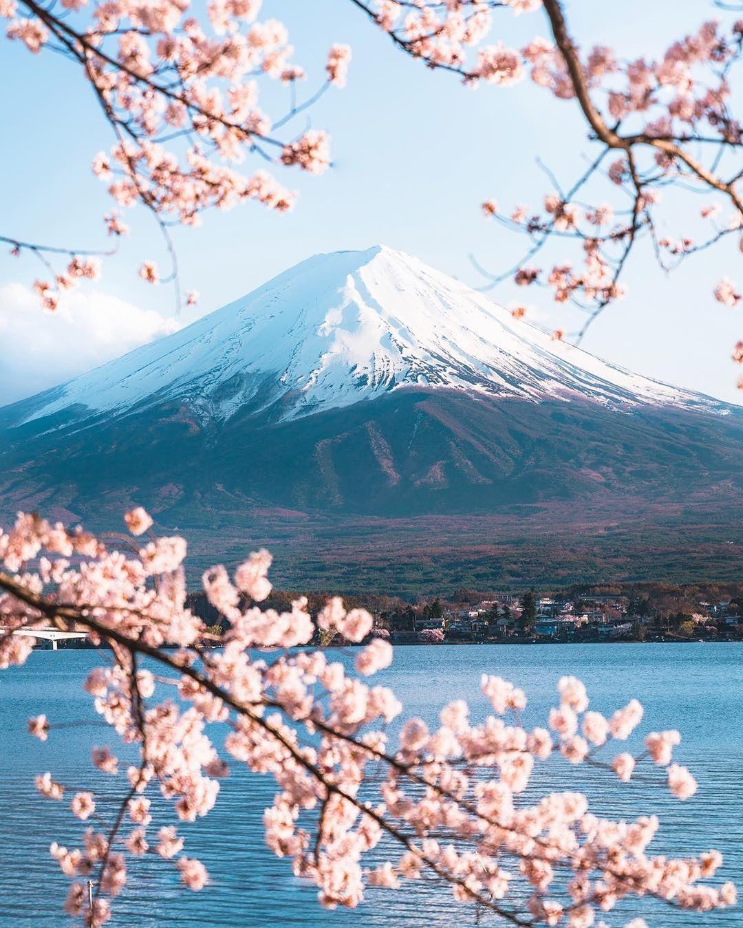  盛开的樱花与富士山，来自摄影师Vince Lim。 