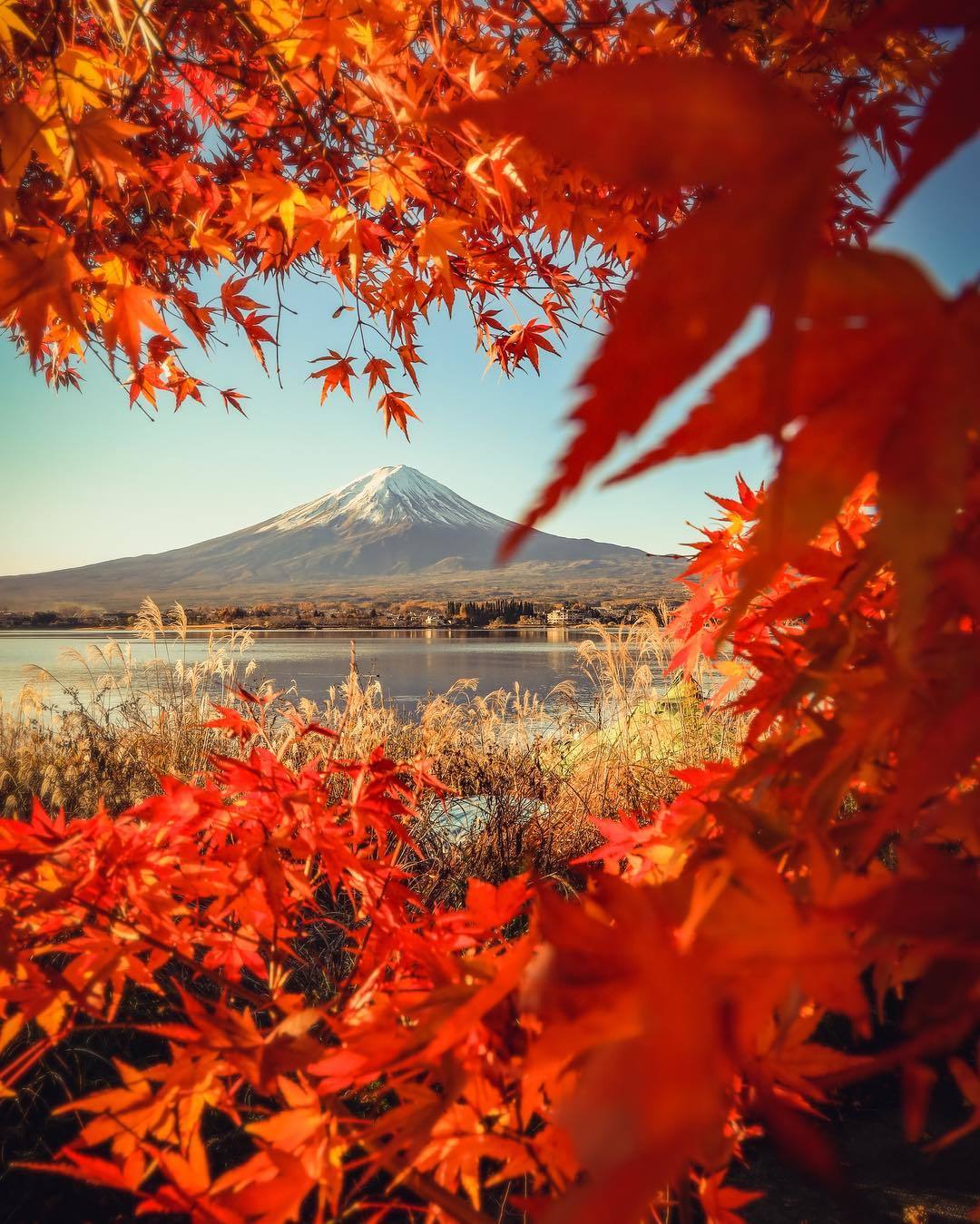  红叶与富士山，来自摄影师Hashimuki。 