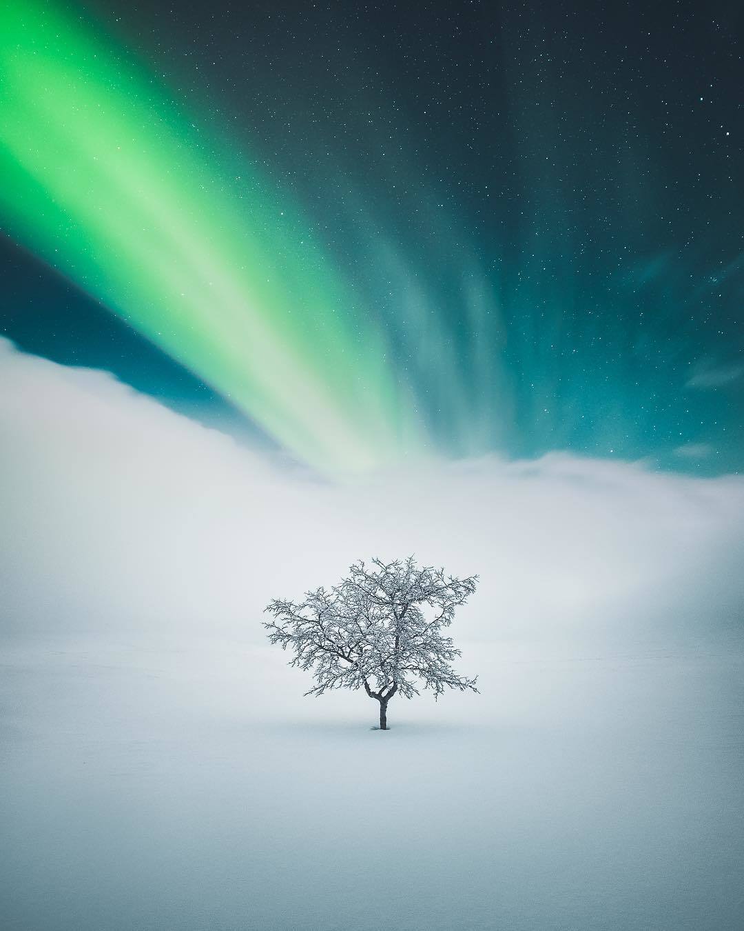  极光与雪地的树，来自摄影师Mikko Lagerstedt。 