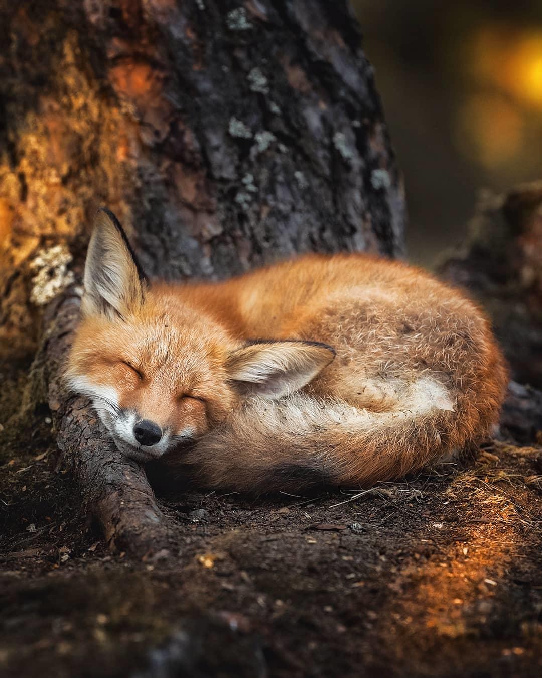  沉睡的狐狸，来自摄影师Ossi Sarrinen。 