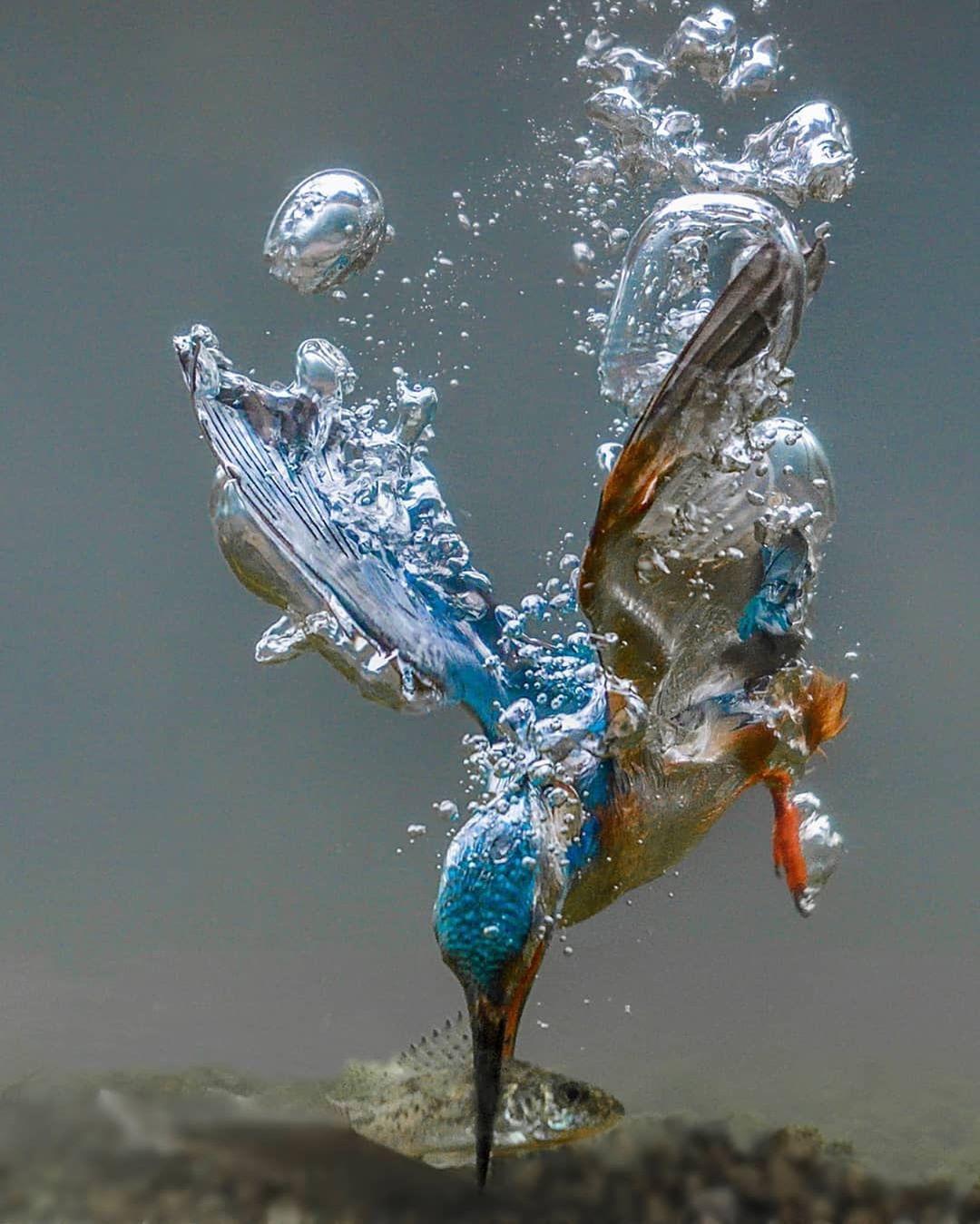  水中捕鱼的翠鸟，来自摄影师Tariq La Brijn。 