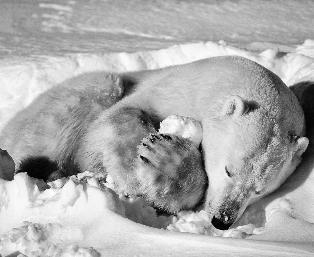  抱着雪球沉睡的北极熊，来自摄影师Paul Nicklen。 