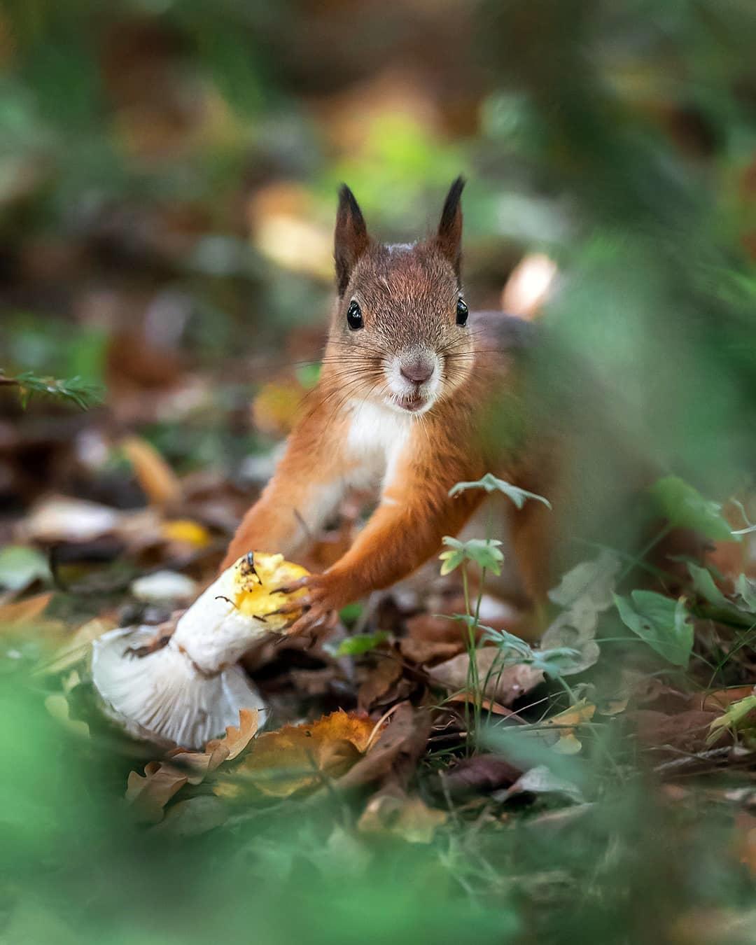  采摘蘑菇的松鼠，来自摄影师Ossi Sarrinen。 