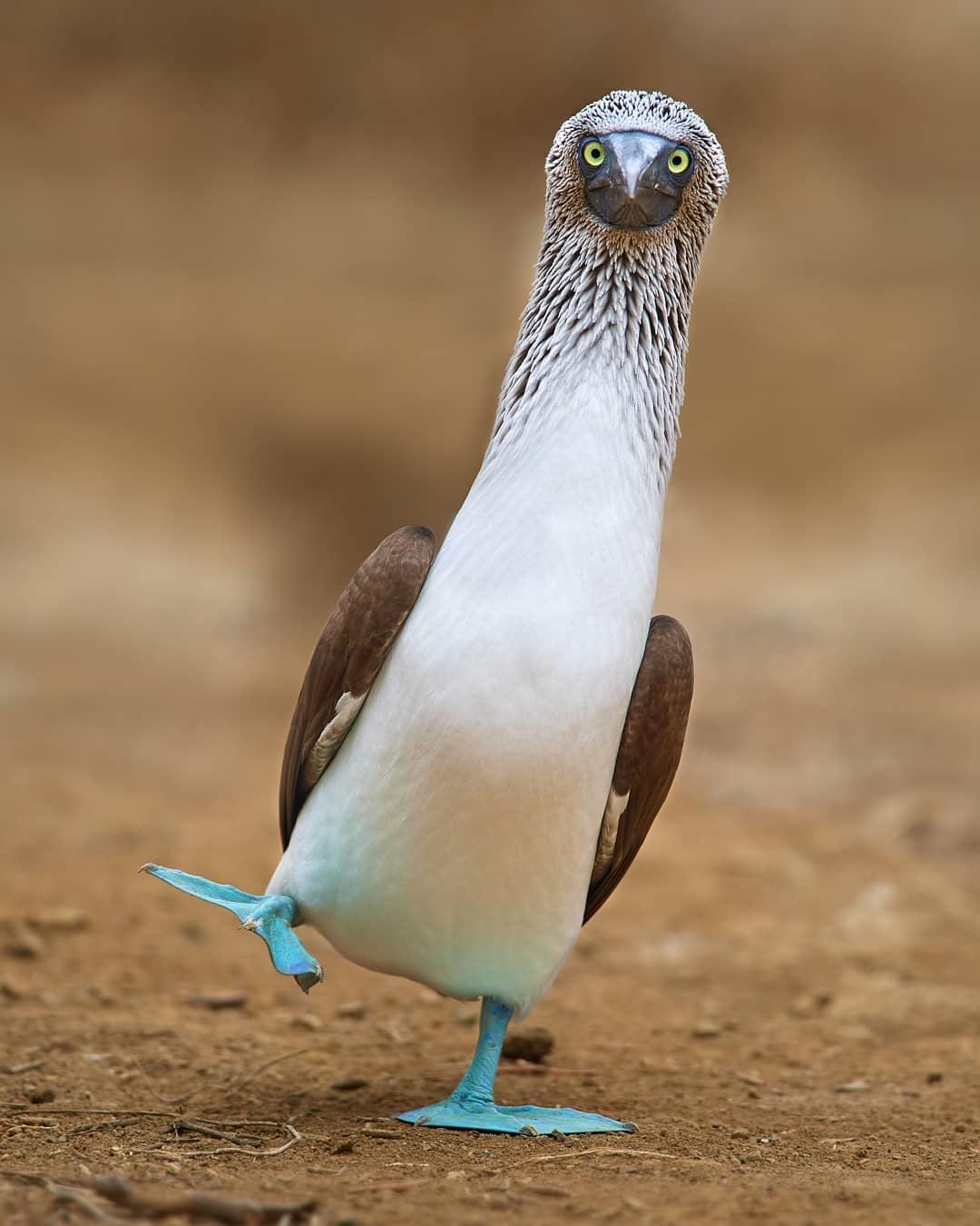  蓝脚鲣鸟，来自摄影师Libor Vaicenbacher。 