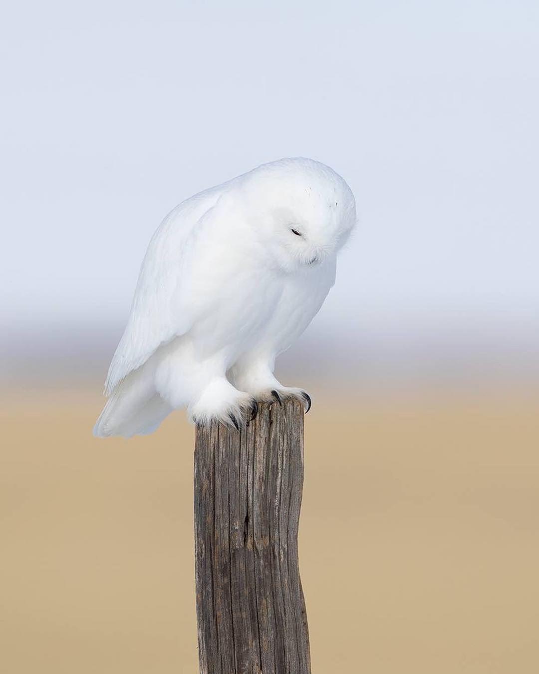  白色精灵雪鸮，来自摄影师Johnny Salomonsson。 