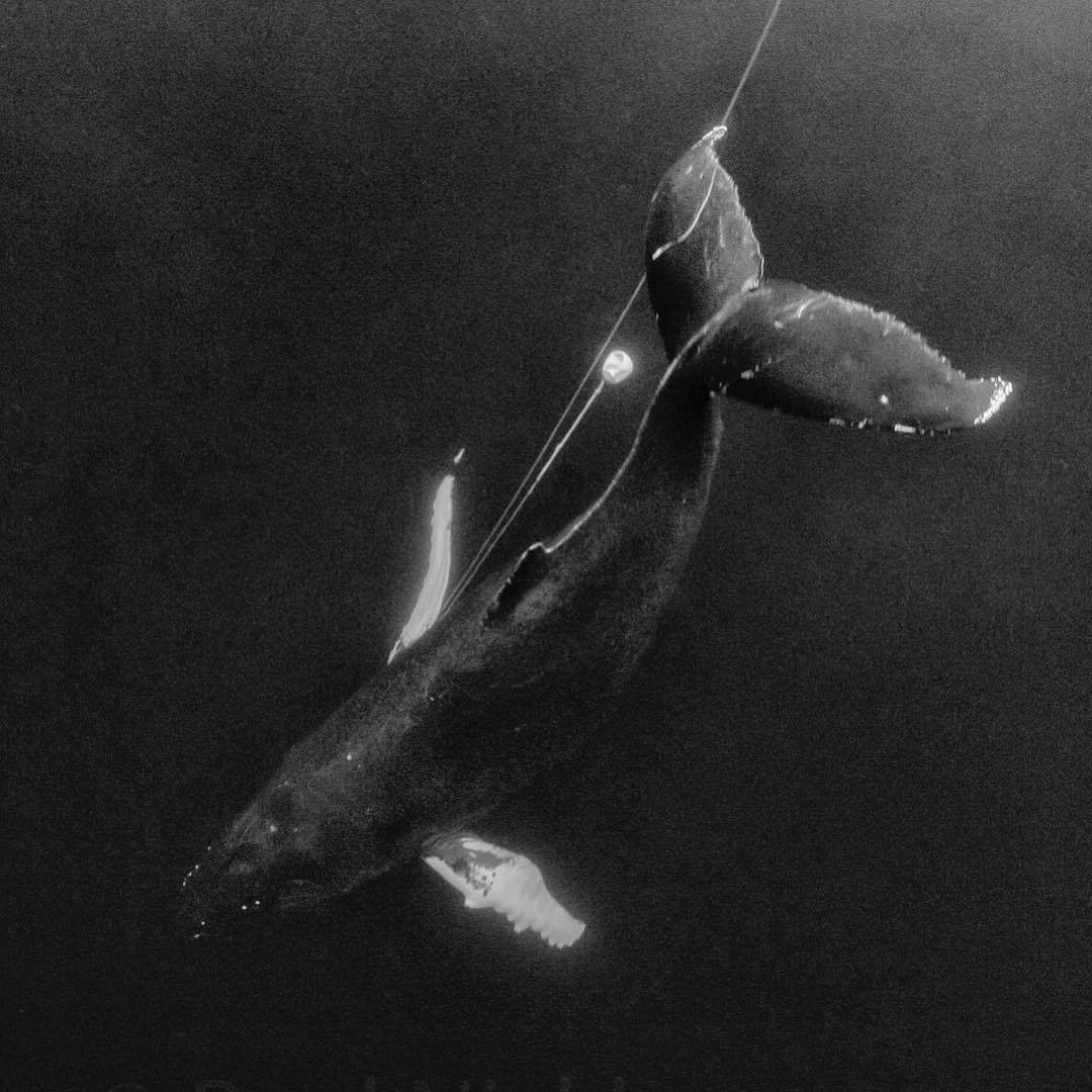  拖着渔具的座头鲸，来自摄影师Paul Nicklen。 