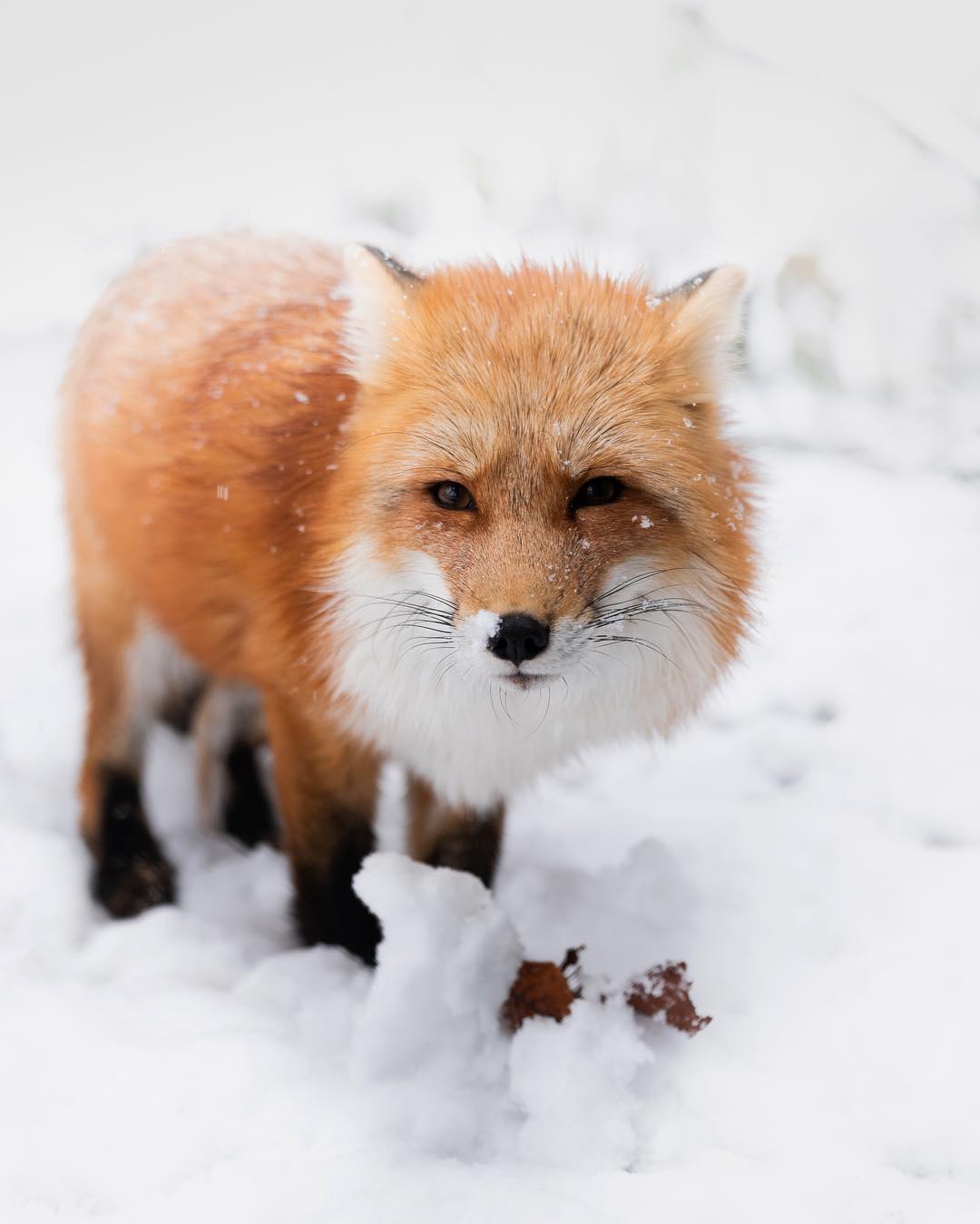 雪中的红狐来自摄影师michaelkagerer