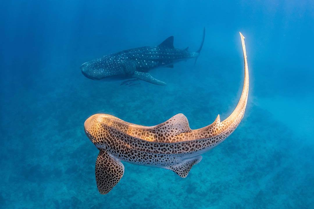  鲸鲨，来自摄影师Jess Hadden。 