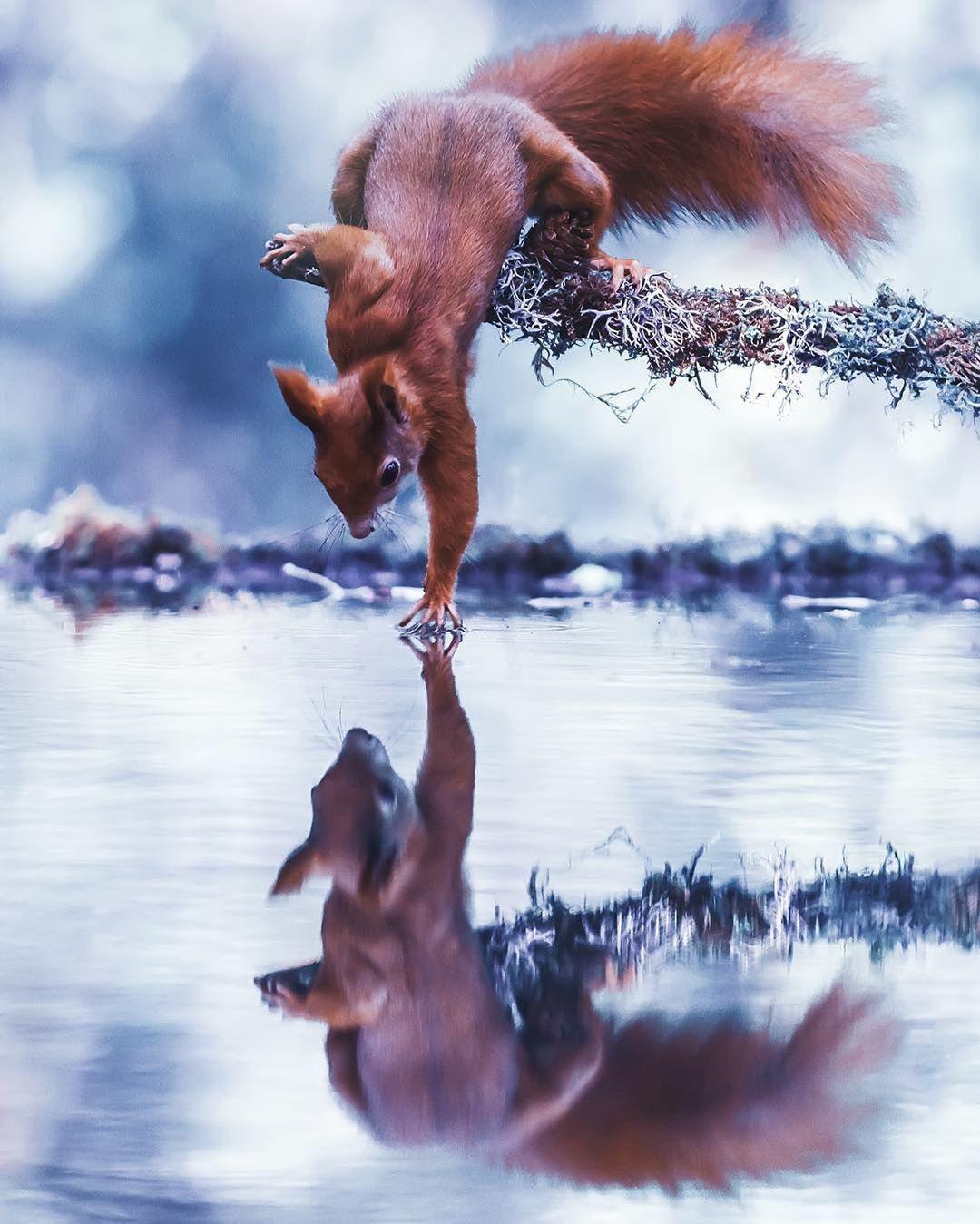  松鼠，来自摄影师Julian Rad。 