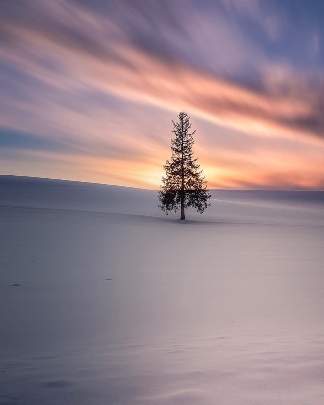 雪地晨光中的树natassatriantafillou摄于北海道