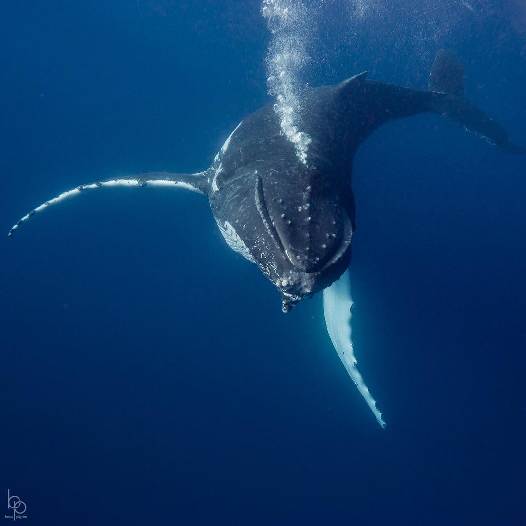 座头鲸来自摄影师beaupilgrim