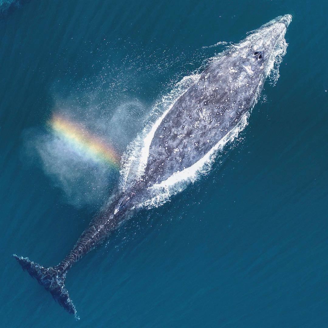  灰鲸，来自摄影师Domenic Biagini。 