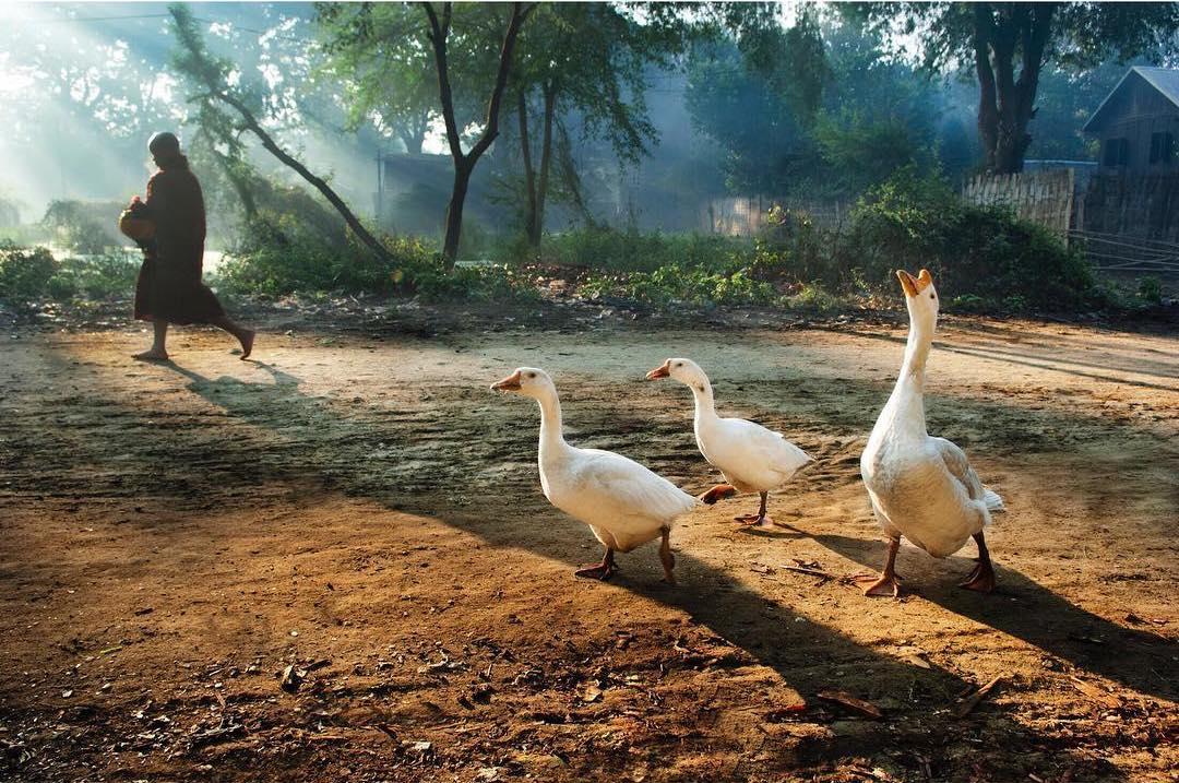  和尚与路边的鹅，Steve McCurry摄于2008年缅甸。 