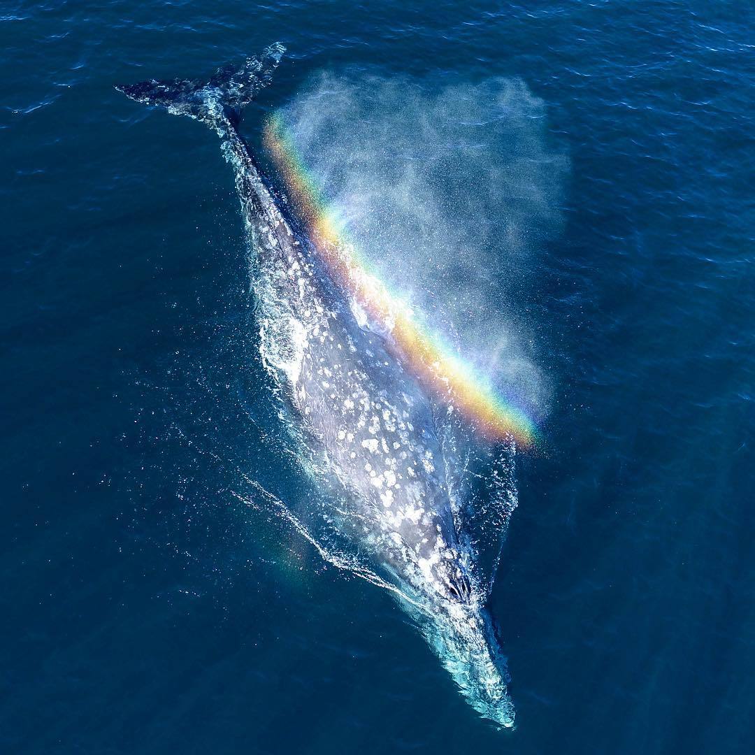  鲸鱼彩虹，来自摄影师Domenic Biagini。 