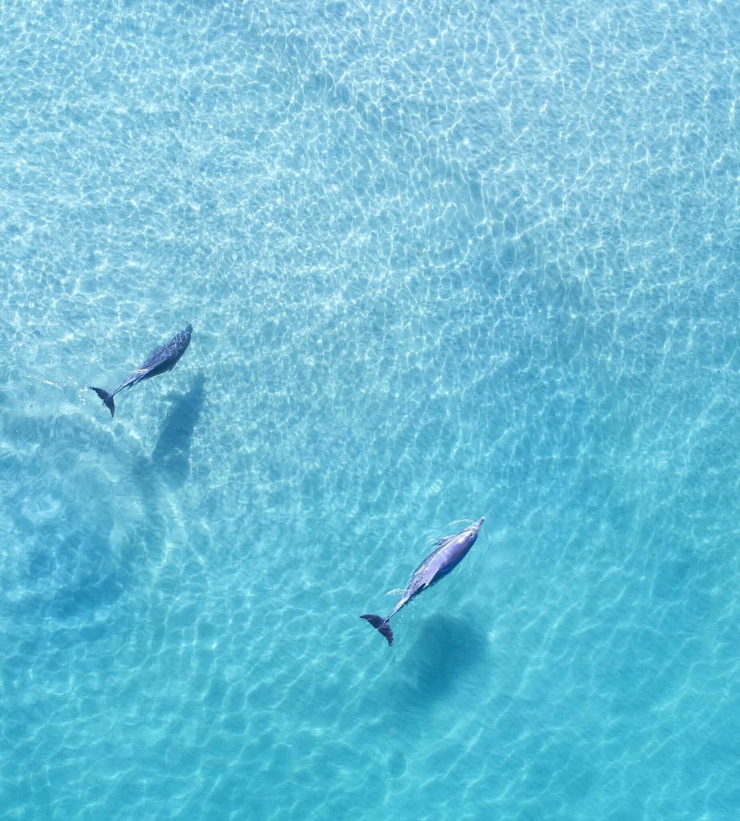  海豚，Jay Daley摄于澳大利亚新南威尔士州。 
