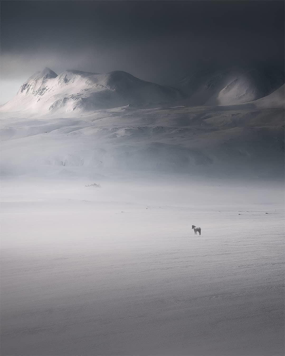  冰天雪地中的马，Arnar Kristjansson摄于冰岛。 