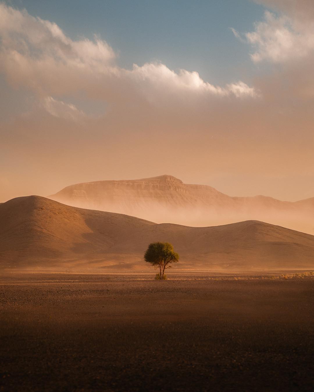 摩洛哥撒哈拉沙漠中的树来自摄影师emmettsparling