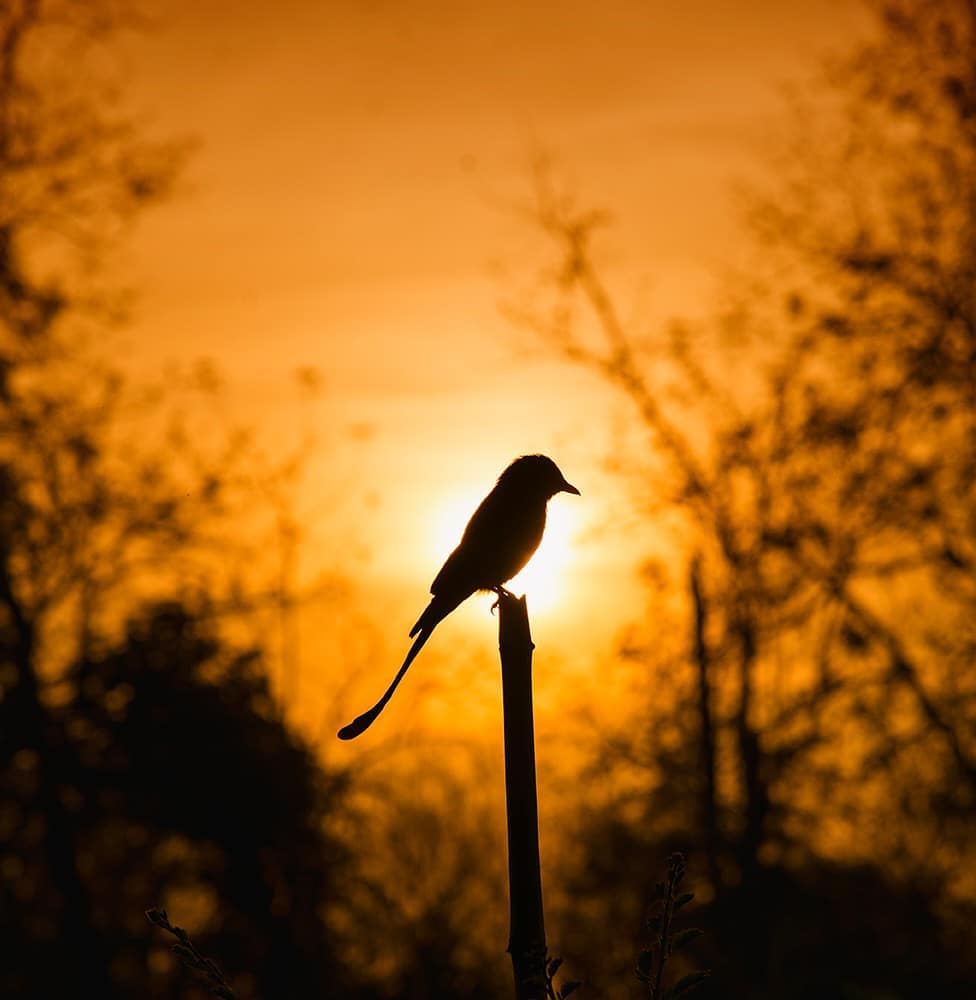 夕阳鸟来自摄影师nimitnigam