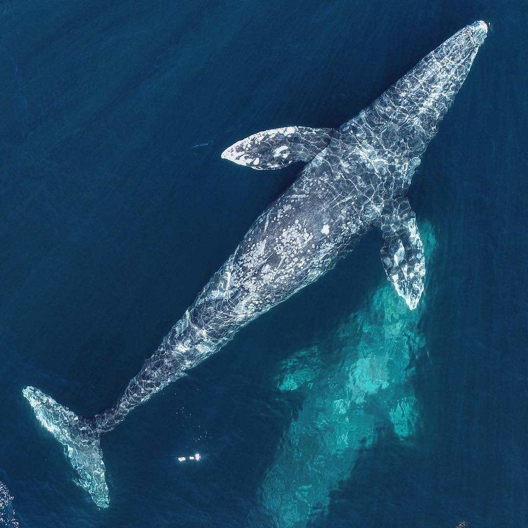  灰鲸，来自摄影师Domenic Biagini。 