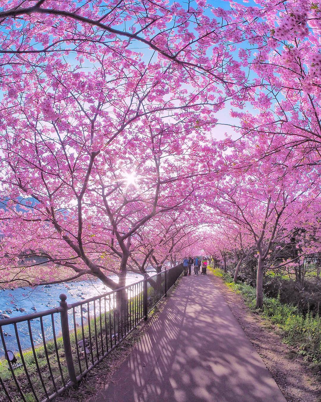  盛开的樱花，来自摄影师Tatsuya Kurisu。 