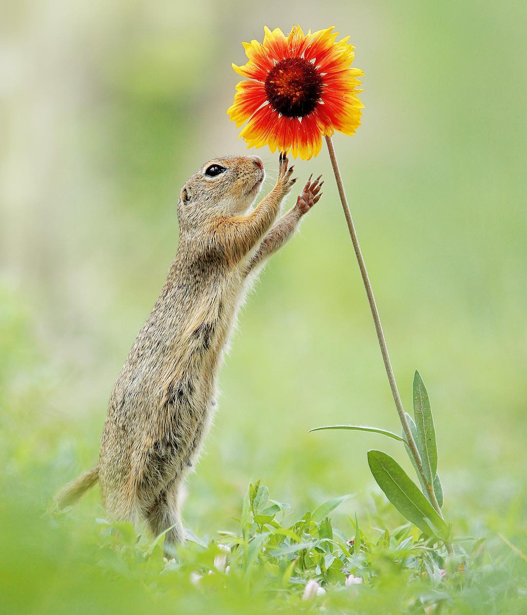 松鼠与花朵来自摄影师julianrad