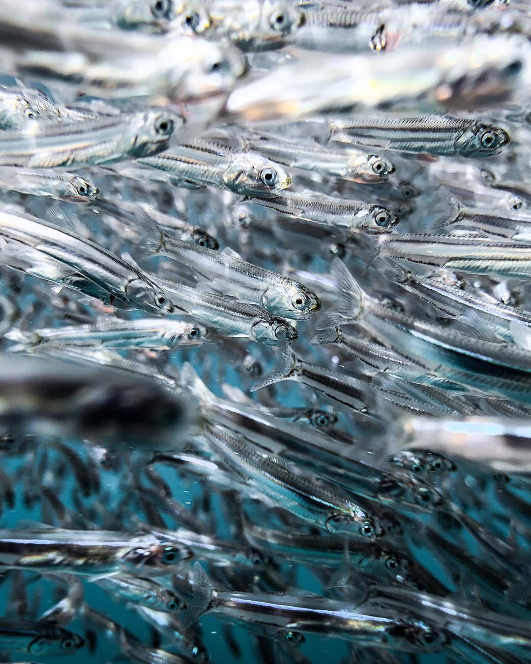  成群的银鱼，来自摄影师Surf & Earth。 
